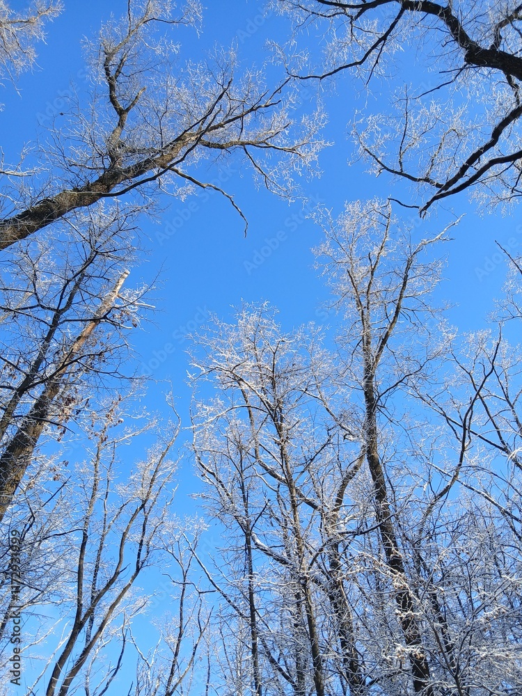Winter tree tops view from below. Low angle shot of trees in a winter forest. Looking up at winter tree tops. Bottom view of tree tops. Winter background Winter tree tops view from below. Low angle shot of trees in a winter forest. Looking up at winter tree tops. Bottom view of tree tops. Winter background