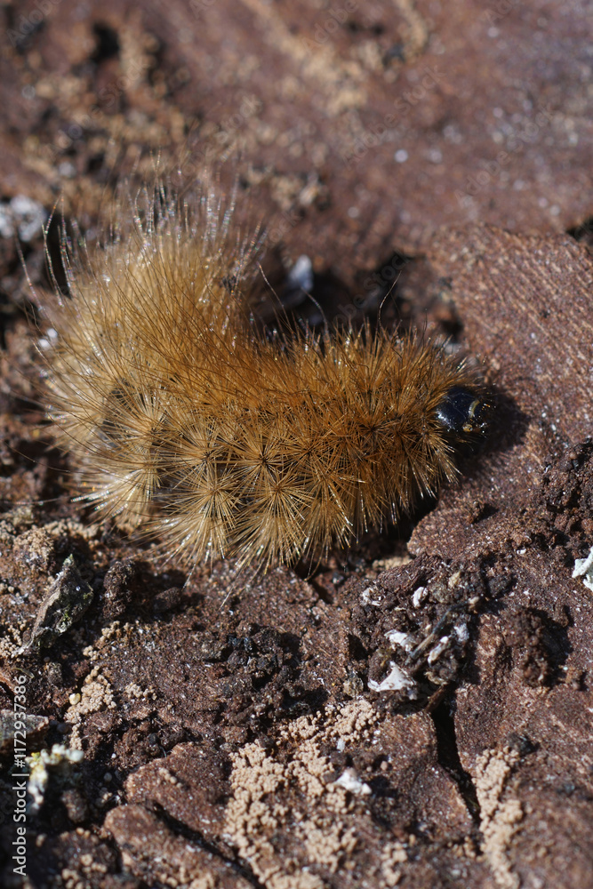 Closeup on an overwintering hairy caterpillar of the ruby tiger moth, Phragmatobia fuliginosa on the ground Closeup on an overwintering hairy caterpillar of the ruby tiger moth, Phragmatobia fuliginosa on the ground