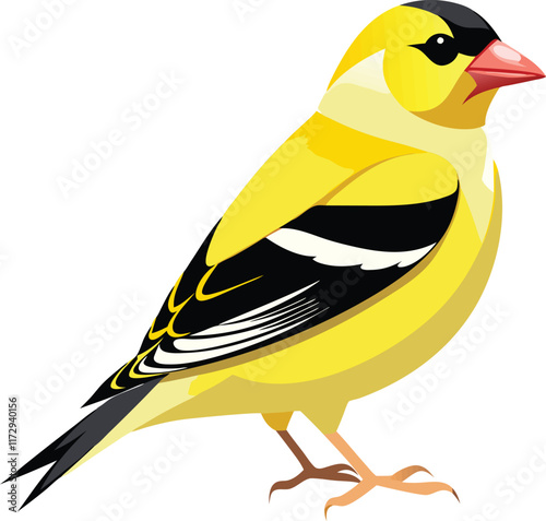 American Goldfinch bird vector artwork illustration photo