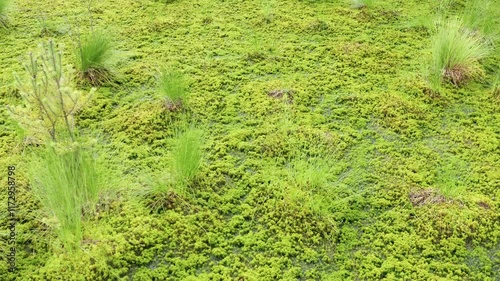 Swamp with cotton grass and peat moss plants on windy summer day. Lithuania - 08 20 2024. photo