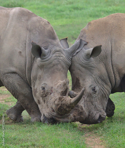 closeup of a pair of southern white male rhinos sparring with horns interlocked in the wild savannah of solio game reserve, kenya photo