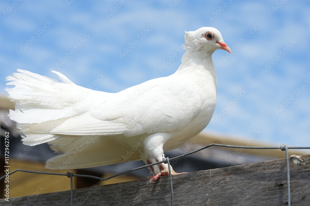 Obraz premium The White Dove typically refers to various species of doves and pigeons, particularly those in the genus Columba, which are known for their striking white plumage.