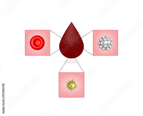 Blood Composition. Platelets, red blood (erythrocytes) and white blood cells (leukocytes). Vector educational illustration.	
