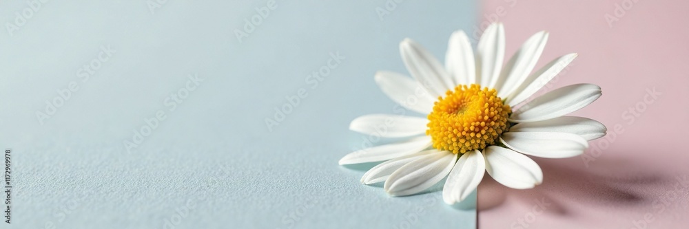 Single lovely daisy marguerite on a plain surface, surface, daisy, marguerite Single lovely daisy marguerite on a plain surface, surface, daisy, marguerite