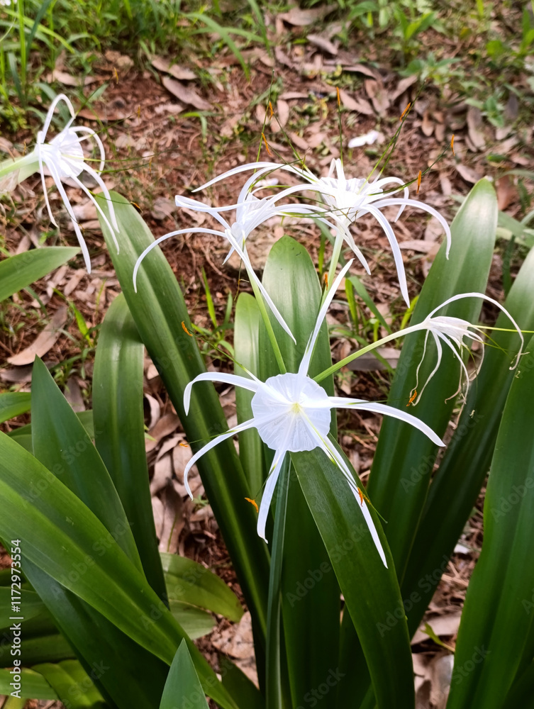 Fototapeta premium Carolina Spiderlily or Hymenocalis Caroliniana is native plants from North America