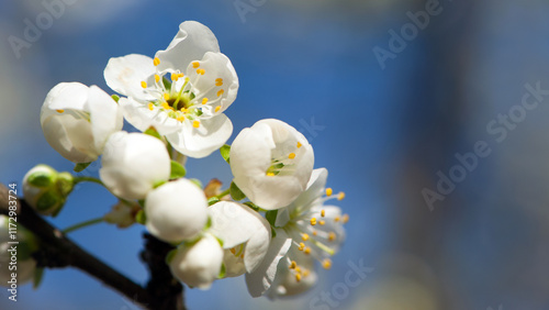 Twig of flowering blackthorn, Prunus spinosa, in spring. white flowers, natural floral background. delicate spring flowers, close-up. spring natural background, flowering tree
