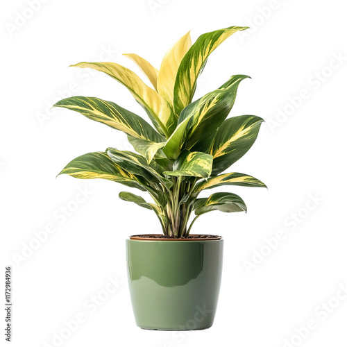 Wallpaper Mural Calathea Plant: A vibrant Calathea plant, known for its lush foliage, thriving in a stylish green pot, symbolizing growth and the beauty of nature. Torontodigital.ca