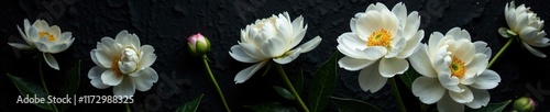 Delicate white peonies on a black background with subtle texture, petals, garden