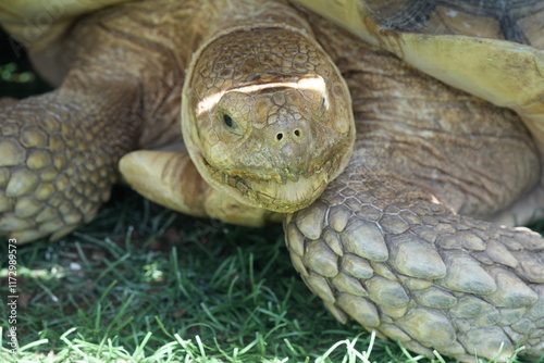 The African Spurred Tortoise (Centrochelys sulcata), also known as the Sulcata Tortoise, is one of the largest tortoise species in the world.  photo