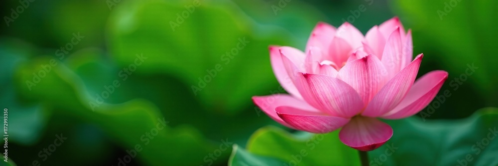 Soft pink petals unfolding against a lush green foliage, greenery, botanical, color palette Soft pink petals unfolding against a lush green foliage, greenery, botanical, color palette
