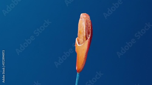 Lobster claw