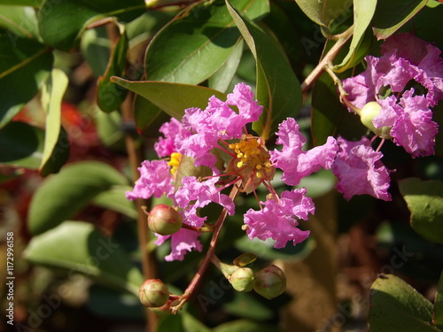 Zbliżenie na różowy kwiat rośliny z gatunku Lagerstroemia photo