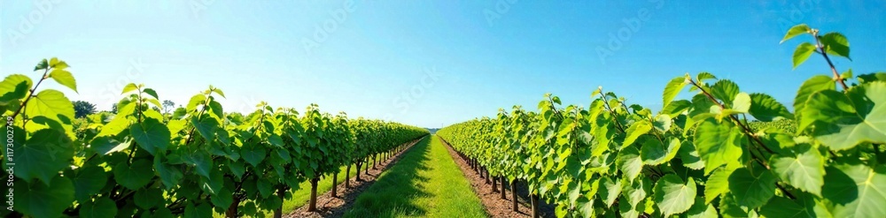 Vineyard rows stretching towards clear blue sky, landscape, agriculture Vineyard rows stretching towards clear blue sky, landscape, agriculture