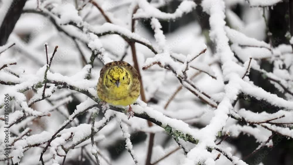 Goldammer (Emberiza citrinella) Goldammer (Emberiza citrinella)