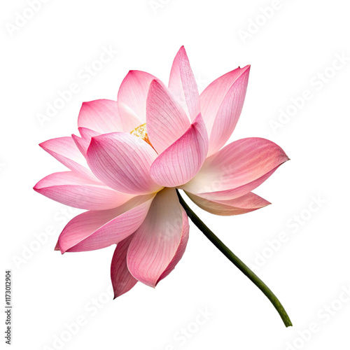 pink lotus flower isolated