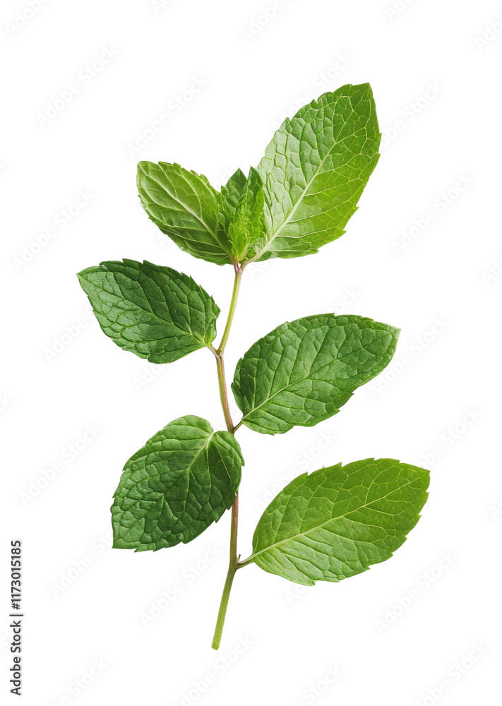 Fresh Mint Leaves Isolated on White Background for Culinary Use Fresh Mint Leaves Isolated on White Background for Culinary Use