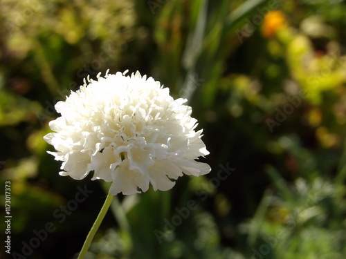 Zbliżenie na kwiat rośliny z gatunku Cephalaria Gigantea photo