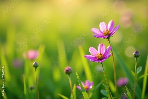 Thapsia villosa flowers blooming in a field of tall grasses, springtime blooms, meadow landscape photo