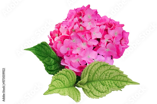Hydrangea flower, Hydrangea macrophylla, isolated. bright crimson large-leaved.