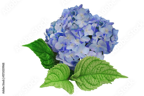 Hydrangea flower, Hydrangea macrophylla, isolated. Blue . large-leaved.