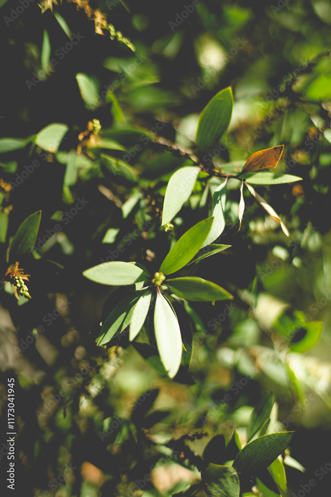 custom made wallpaper toronto digitalWhile the Melaleuca tree is considered an invasive species in some regions, it also has several beneficial uses. The oil extracted from its leaves has antimicrobial and antifungal properties and is us