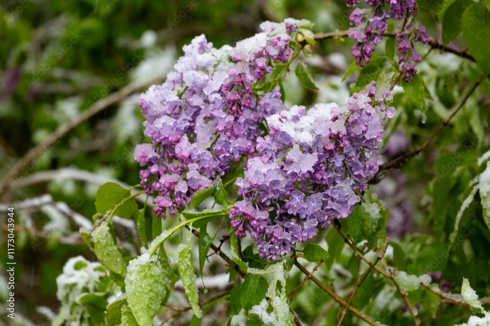 Obraz premium purple lilac under a snow