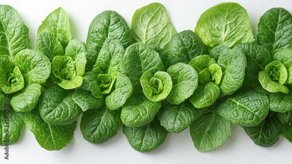Fototapeta premium Minimal overhead shot of romaine lettuce leaves overlapping on a white background,