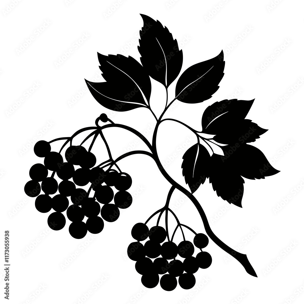 Obraz premium Elegant Elderberry Silhouette Vector Art