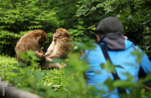 Zwei Berberaffen beim Shooting auf dem Affenberg Salem