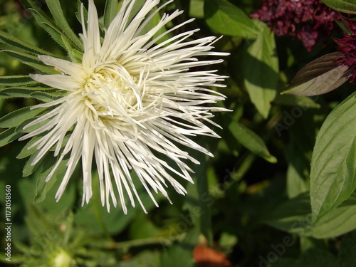 Zbliżenie na kwiat rośliny z gatunku aster photo