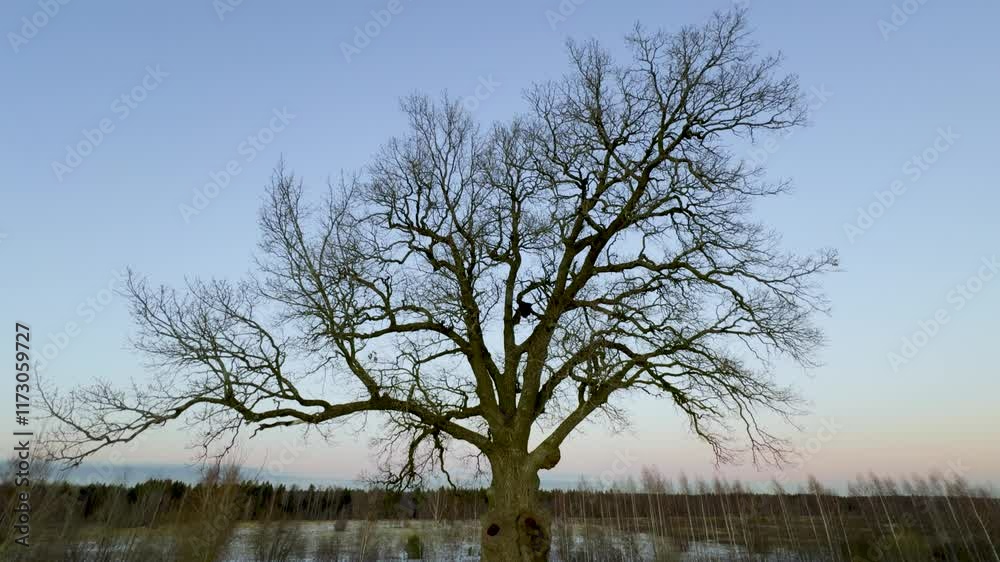 A majestic 300-year-old oak tree stands alone in a snowy winter field, its bare branches stretching against a clear evening sky with subtle pastel hues at sunset A majestic 300-year-old oak tree stands alone in a snowy winter field, its bare branches stretching against a clear evening sky with subtle pastel hues at sunset