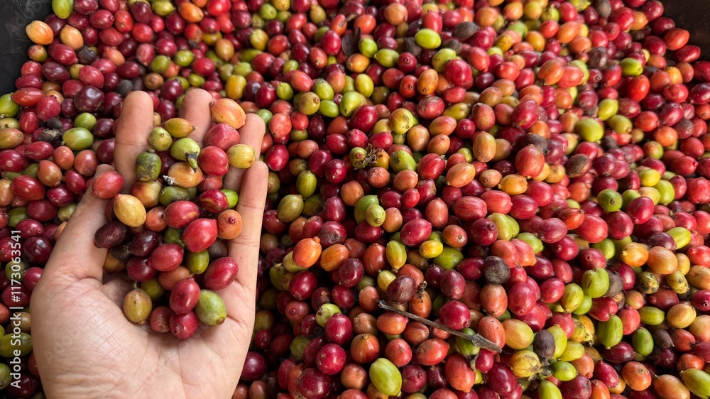 hand picker a fresh coffee cherry hand picker a fresh coffee cherry