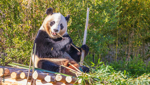 笹を食べるパンダ　動物園の人気者 photo