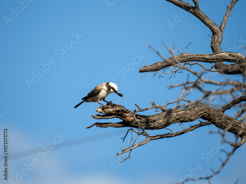 Weissscheitelwürger (Eurocephalus anguitimens) photo