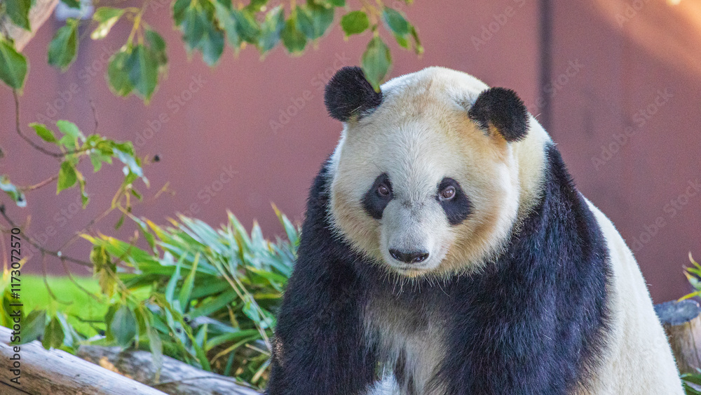 Obraz premium Cute pandas / popular at the zoo