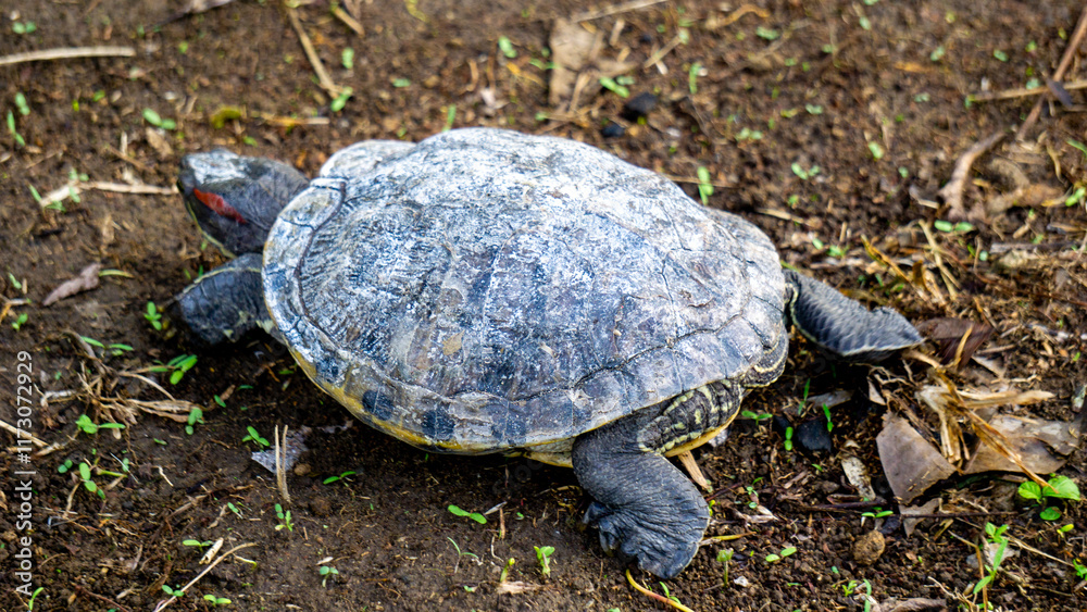 Fototapeta premium Red-eared slider (red-eared terrapin, Trachemys scripta elegans, Trachemys scripta). The red-eared slider is included in the list of the world's 100 most invasive species