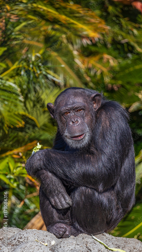 こちらを見るチンパンジー　動物園　日本　和歌山