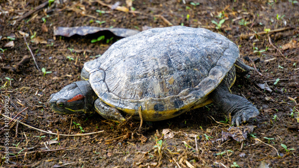 Obraz premium Red-eared slider (red-eared terrapin, Trachemys scripta elegans, Trachemys scripta). The red-eared slider is included in the list of the world's 100 most invasive species