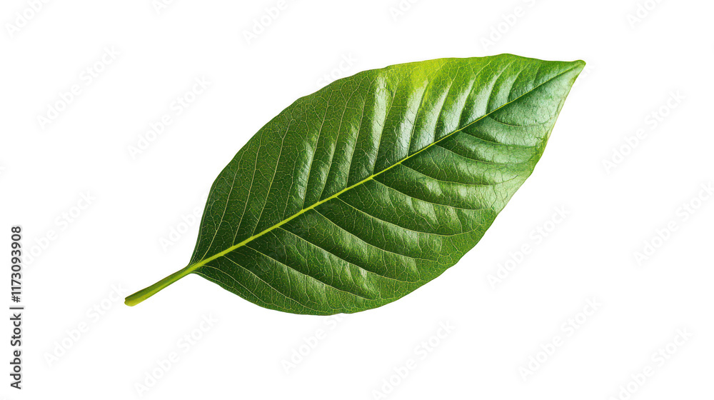 Obraz premium Fresh Green Leaf Isolated on White Background