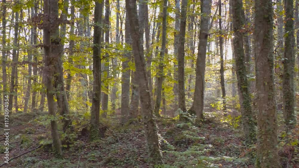 trees in the woods trees in the woods