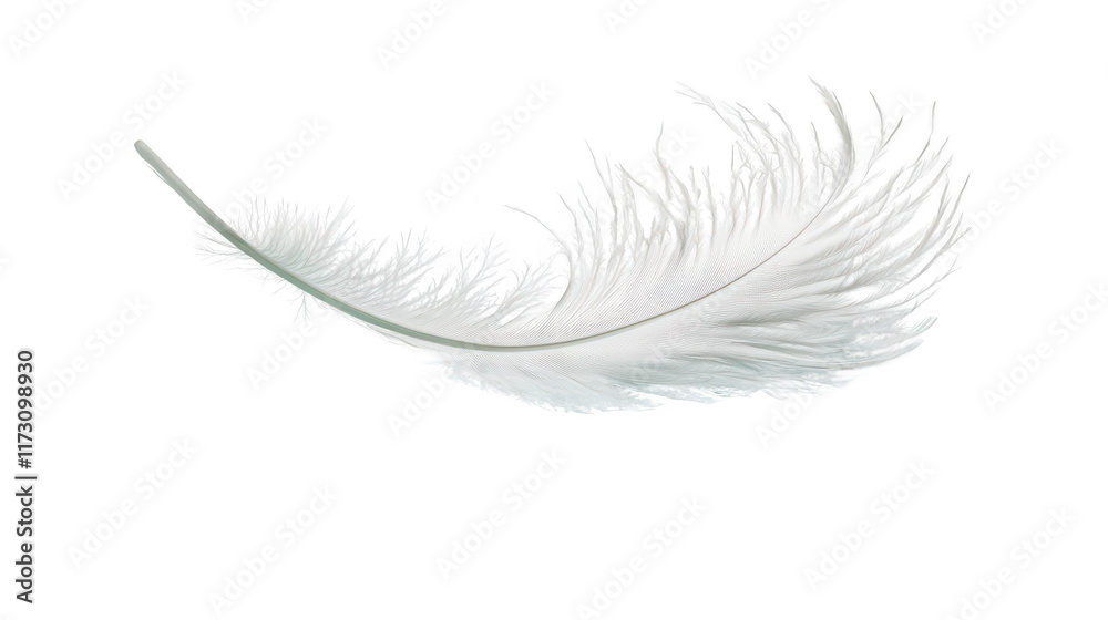 Elegant White Feather Isolated on Transparent Background Elegant White Feather Isolated on Transparent Background