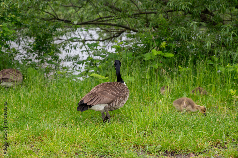 Wild Goose with chicks on the meadow Wild Goose with chicks on the meadow