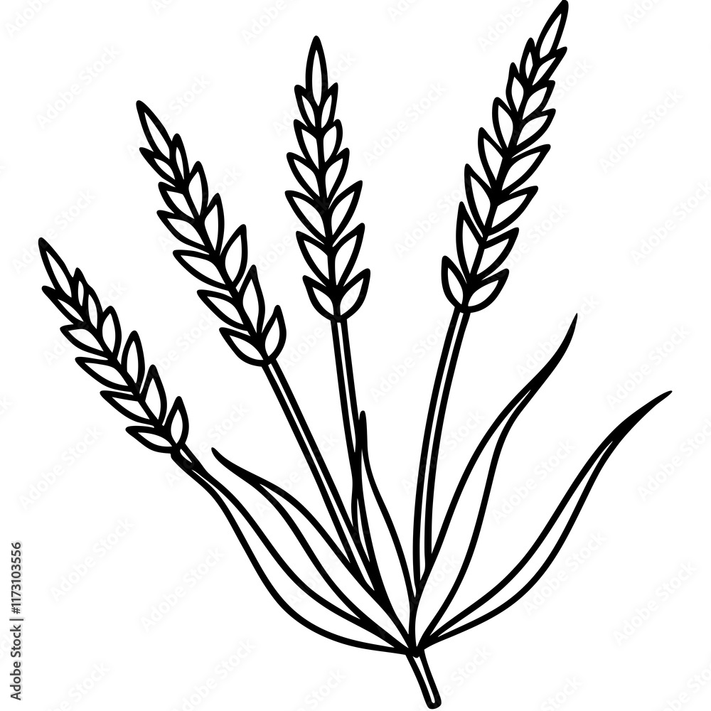 Lavender Lush line art art vector Lavender Lush line art art vector