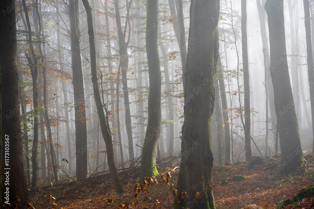 Fototapeta premium Sunbeams in fog in an autumn forest