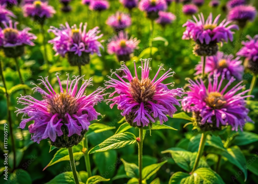Aerial View of Wild Bergamot Meadow in Summer - Drone Photography Aerial View of Wild Bergamot Meadow in Summer - Drone Photography