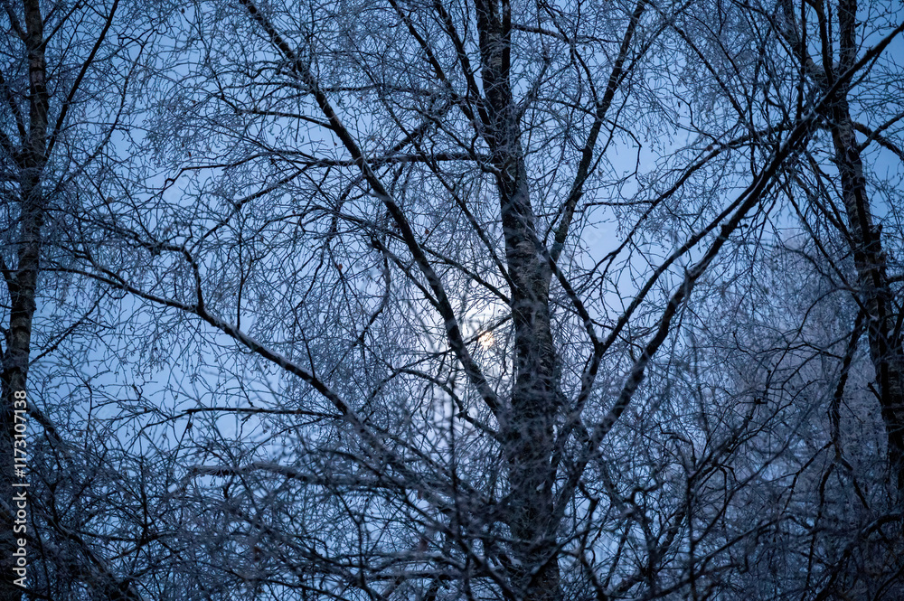 Moon shines behind the branches on a cold winter night Moon shines behind the branches on a cold winter night