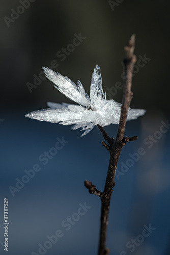 Nahaufnahme eines gefrorenen Astes mit Eiskristallen vor unscharfem blauem Hintergrund photo