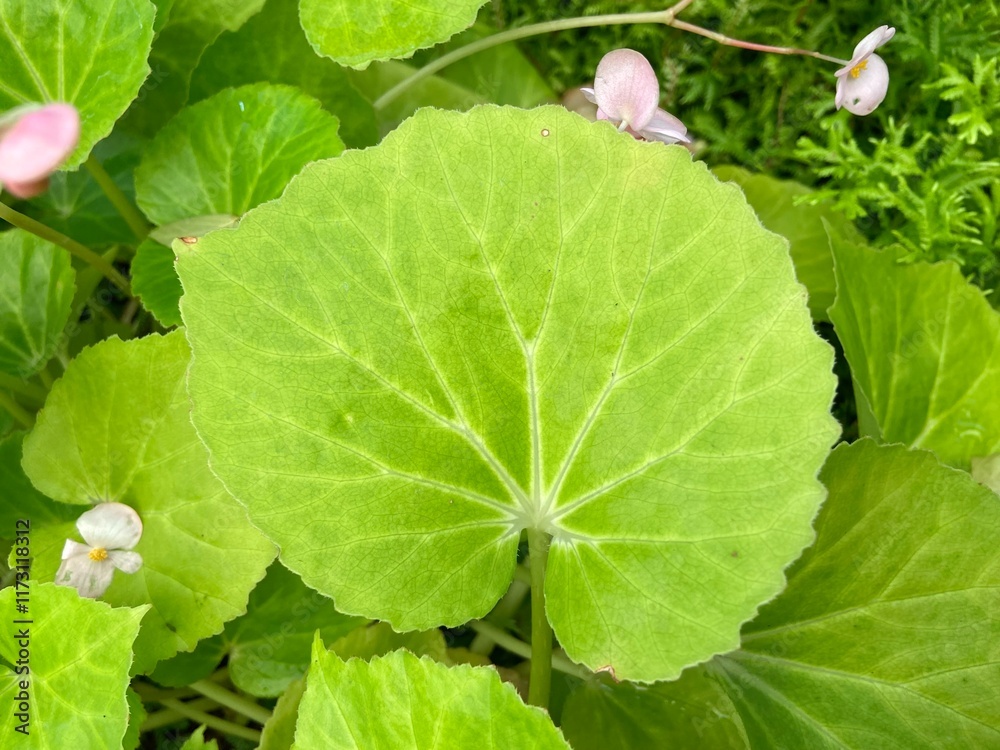 Close-up of Green Begonia Leaves in a Garden Close-up of Green Begonia Leaves in a Garden