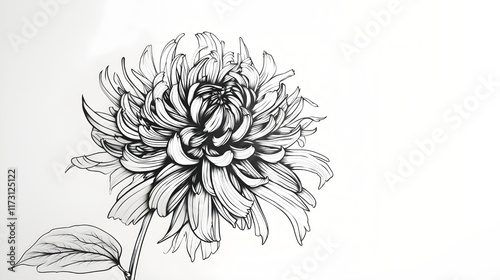 Black and White Line Art of a Chrysanthemum
