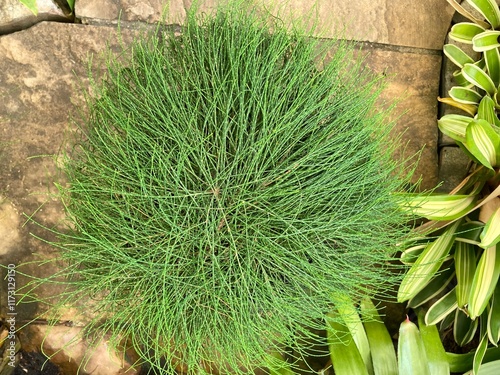 Close-up of green Prostrate Casuarina glauca in the garden photo